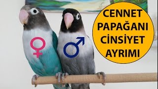 Cennet Papağanı Cinsiyet Ayrımı [upl. by Eolanda]