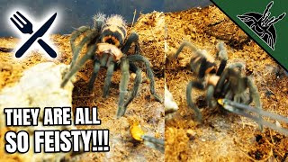 FEEDING ALL Dwarf Tarantulas [upl. by Macri]