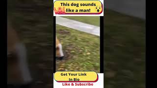 20 million views because this dog sounds like a man shorts [upl. by Kred]