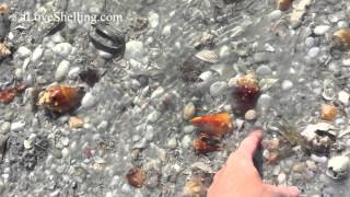 Conch Crazy on Sanibel [upl. by Alimak]