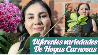 MI COLECCION de hoyas flor de cera te enseño las variedades y sus nombres [upl. by Wendell]