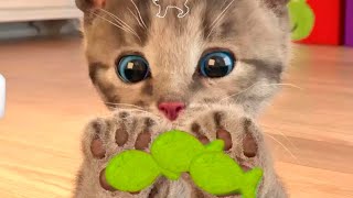 CUTE LITTLE KITTEN ADVENTURES LIKE A CARTOON FOR KIDS iMilkin ONE DAY ADVENTURE [upl. by Aylsworth486]