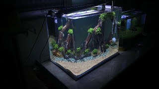 I Made a Low Budget Jungle Aquascape for My Red Cherry Shrimp [upl. by Matilde467]