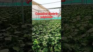 polyhouse farming in india viral ytshorts [upl. by Areval]