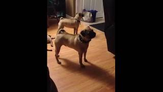 Pugs barking at nothing [upl. by Ycrep797]