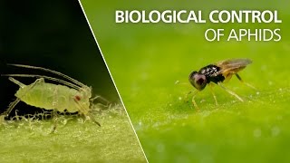 Biological control of aphids  Aphelinus abdominalis [upl. by Quar]