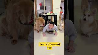 🐕Tobo और Tommy की चाल  mini wood toy  woodworking art skills  hand crafts shorts pets [upl. by Najib]