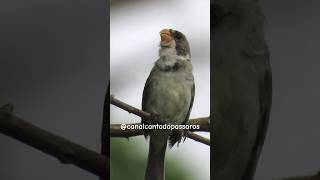 Golinha Cantando Ao Amanhecer golinho golado observaçãodeaves brejal [upl. by Dare]