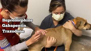 Heartworm Treatment Injections [upl. by Etnom490]