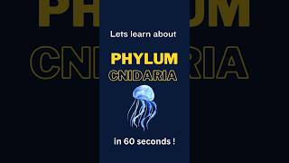 Phylum Cnidaria Characteristics  shorts biology biologyconcept AnimalKingdom 11thclassbiology [upl. by Aurel764]