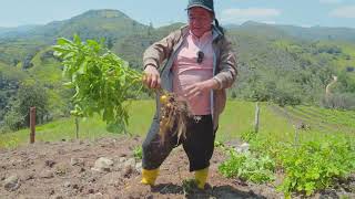 Así coseché las PAPAS chauchas en el campo  Caminos de Luchito [upl. by Assyral15]