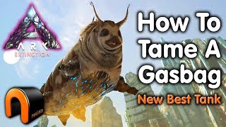 ARK Extinction HOW TO TAME A GASBAG Kibble After Patch [upl. by Llenaej]