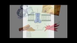 Transient receptor potential channel modulators as pharmacological treatments for LUTS [upl. by Amalbergas980]