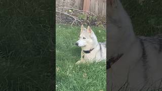 Ibby laying in grass 16 [upl. by Adiela]