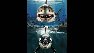 Killer Orca Whale vs Megalodon vs  Dolphin shark blue whale turtle seal octopus [upl. by Abdel798]