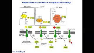 Vídeo Clase Golgi y lisosomas parte II [upl. by Sheffield]