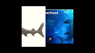 hammerheads seaworld shark [upl. by Gordon]