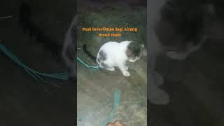 catlover ompo lagi kurang mood main [upl. by Edana]