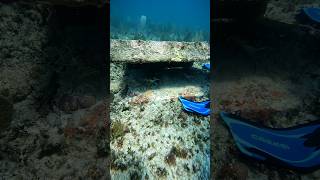 Alguien noto a un intruso bajo la sombra 🦞🤿 puntaallenfishing puntaallenmexico pescaartesanal [upl. by Sandell]