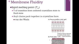 054Lipid Bilayer amp Membrane Fluidity [upl. by Zennas]