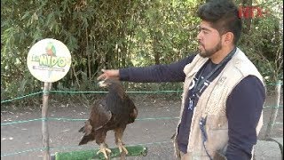 El quetzal y el águila real orgullo de “El Nido” aviario en Ixtapaluca [upl. by Adiesirb208]