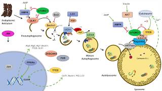 Macroautophagy  Regulation During Feeding Fasting and Starvation [upl. by Nnylyrehc]