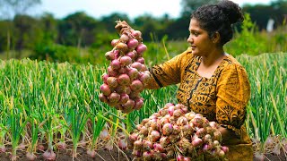 Farm fresh Onionssmelly big red onion harvesting and Make The Best Crispy And Savory Onion Recipes [upl. by Bryant]