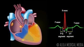 Cardiac Conduction System and Understanding ECG Animation [upl. by Mikal67]