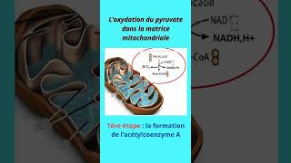 2 bac SVT  formation de lacétyle CoA et le cycle de Krebs [upl. by Tan]