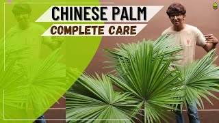 How to take Care of Chinese PalmFan Palm  Sunlight Water Pot Soilmix Fertilizer Bugs [upl. by Refotsirk]