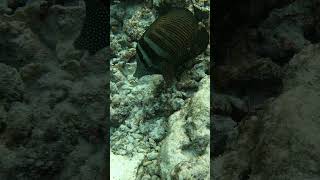 Zebrasoma desjardinii doktersvis scubadiving fish snorkeling travel scuba ocean gopro [upl. by Hermia]