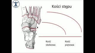 Kości stopy i staw skokowy wstęp PL [upl. by Anma902]