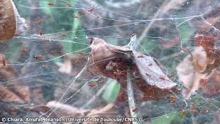 Synchronized hunt of the social spider Anelosimus eximius [upl. by Nalid]