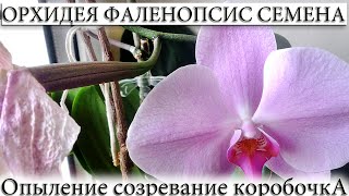 ✅ СЕМЕНА ОРХИДЕИ СЕМЕННАЯ КОРОБОЧКА ОПЫЛЕНИЕ СОЗРЕВАНИЕ [upl. by Clare]