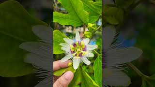 Passion Fruit Flower FLOWER POWER TERRES GARDEN POSITIVE VIBESFLOWER DAY PASSION WITH FASHION [upl. by Adiol11]