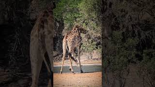 Majestic Giraffe Drinking Water Covered in Yellow Billed Oxpeckers wildlife giraffe shorts [upl. by Avraham]