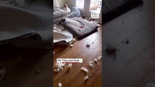 This dog tore up a couch pillow and didnt seem sorry about it dogs [upl. by Mathilde]