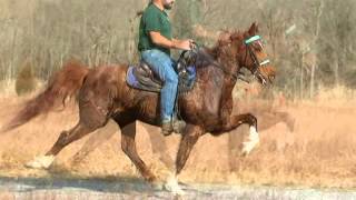 Speed Racking Standardbred Gelding A TOUCH TOO MUCH Dec 2012 [upl. by Haimaj]