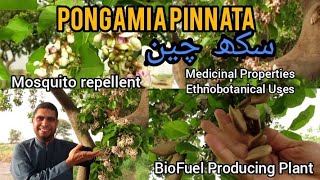 Pongamia pinnata  Sukh Chain  Ecofriendly  Miracle Herbal Diversity [upl. by Fretwell]