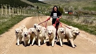 Leashed Pack Walk With My 8 Big Dogs [upl. by Arabeila272]