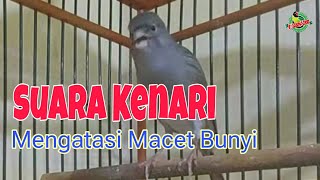 AMPUH MASTERAN KENARI MACET BUNYI AGAR CEPAT BUNYI DAN GACOR KEMBALI [upl. by Lanaj586]