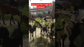 Goat Land Farm India Up Azamgarhyoutubeshort goat beetalgoats 7880627038 [upl. by Mendez]