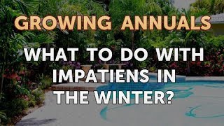 What To Do With Impatiens in the Winter [upl. by Hedveh]