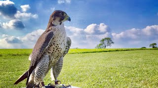 Training a Perigrine falcon for racing [upl. by Nennarb751]