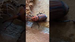 Insecto invasor picudo rojo de la palmera [upl. by Nnyladnarb924]