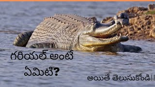 GHARIAL FACTS IN TELUGU [upl. by Jeth]