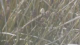 Nelsons Sparrow in Moss Landing California [upl. by Verada565]