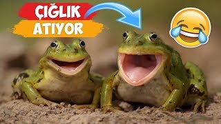 Çığlık Atan Komik Hayvan Videoları Derlemesi  2018 Derleme ● Eğlenceli Anlar [upl. by Rodrigo211]