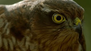 How sparrowhawks catch garden birds  Life in the Air Episode 2 Preview  BBC One [upl. by Votaw]