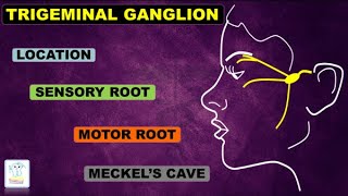 Trigeminal Ganglion amp nerve [upl. by Reena]